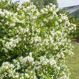 Lamaita Belle Etoile (Iasomie de gradina) Philadelphus, flori albe parfumata  cu centru roz-purpuriu