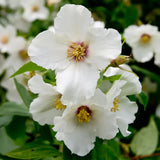 Lamaita Belle Etoile (Iasomie de gradina) Philadelphus, flori albe parfumata  cu centru roz-purpuriu