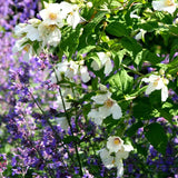 Lamaita Belle Etoile (Iasomie de gradina) Philadelphus, flori albe parfumata  cu centru roz-purpuriu