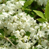 Iasomie de gradina Philadelphus Mont-Blanc, arbust cu flori albe si parfum de iasomie si portocal, inflorire abundenta, rezistent la ger