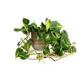 Philodendron Brasil, planta de interior curgatoare cu frunze verzi si galbene, decor tropical usor de ingrijit - 20/25 cm