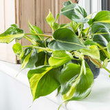 Philodendron Brasil, planta de interior curgatoare cu frunze verzi si galbene, decor tropical usor de ingrijit - 20/25 cm