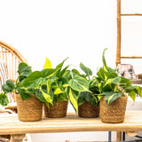 Philodendron Brasil, planta de interior curgatoare cu frunze verzi si galbene, decor tropical usor de ingrijit - 20/25 cm