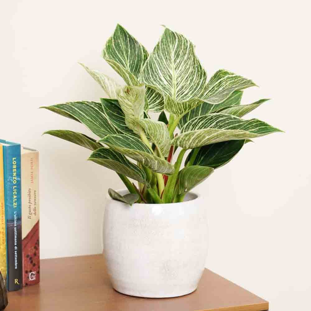 Philodendron White Wave - 25 cm - VERDENA - 25 - 30 cm inaltime, ghiveci de 1.2 l