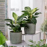 Philodendron White Wave - 25 cm - VERDENA - 25 - 30 cm inaltime, ghiveci de 1.2 l