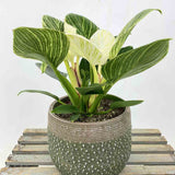 Philodendron White Wave - 25 cm - VERDENA - 25 - 30 cm inaltime, ghiveci de 1.2 l