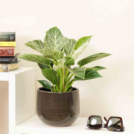 Philodendron White Wave - 25 cm - VERDENA - 25 - 30 cm inaltime, ghiveci de 1.2 l