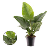 Philodendron Imperial Green, 40 cm, planta de interior cu frunze verzi, usor de ingrijit