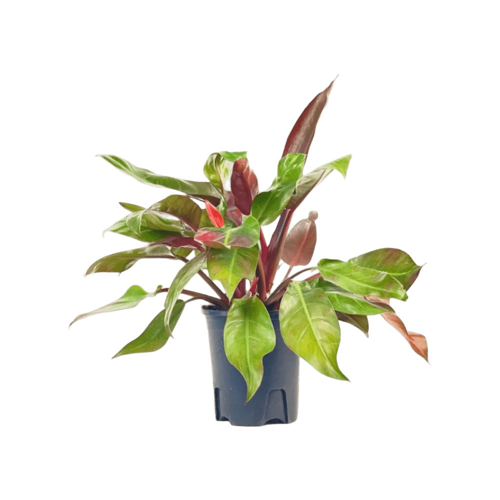 Philodendron Sun Red, 80 cm, planta de interior cu frunze rosii, usor de ingrijit