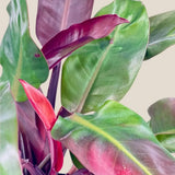 Philodendron Sun Red, 80 cm, planta de interior cu frunze rosii, usor de ingrijit