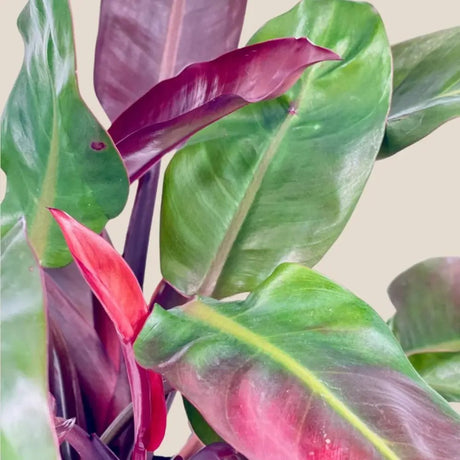 Philodendron Sun Red, 80 cm, planta de interior cu frunze rosii, usor de ingrijit