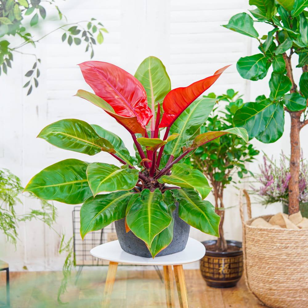 Philodendron Sun Red, 80 cm, planta de interior cu frunze rosii, usor de ingrijit