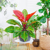 Philodendron Sun Red, 80 cm, planta de interior cu frunze rosii, usor de ingrijit