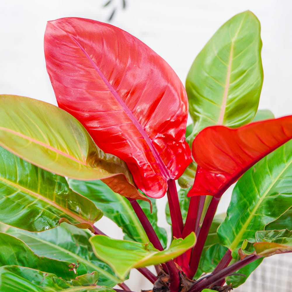 Philodendron Sun Red, 80 cm, planta de interior cu frunze rosii, usor de ingrijit