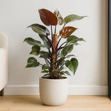 Philodendron Sun Red, 80 cm, planta de interior cu frunze rosii, usor de ingrijit