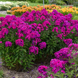 Brumarela Inalta Phlox paniculata Roberta – flox mov purpuriu parfumat, planta perena decorativa, crestere rapida