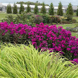 Brumarela Inalta Phlox paniculata Roberta – flox mov purpuriu parfumat, planta perena decorativa, crestere rapida