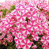 Brumarea Inalta Phlox paniculata Peppermint Twist, flori bicolor alb-roz parfumat, planta perena rezistenta la ger