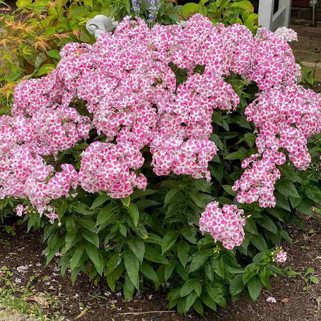 Brumarea Inalta Phlox paniculata Peppermint Twist, flori bicolor alb-roz parfumat, planta perena rezistenta la ger