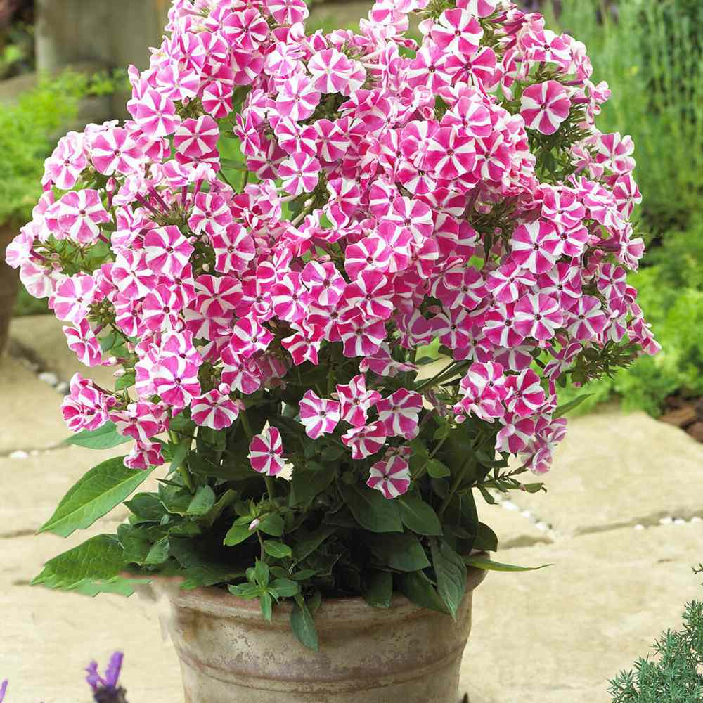Brumarea Inalta Phlox paniculata Peppermint Twist | Verdena – VERDENA