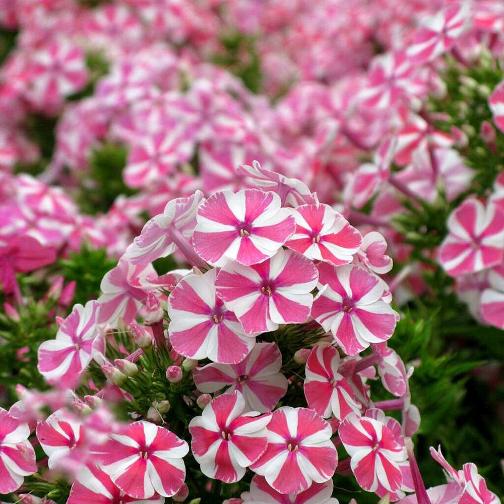 Brumarea Inalta Phlox paniculata Peppermint Twist, flori bicolor alb-roz parfumat, planta perena rezistenta la ger