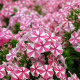 Brumarea Inalta Phlox paniculata Peppermint Twist, flori bicolor alb-roz parfumat, planta perena rezistenta la ger