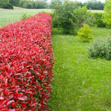 Photinia Carre Rouge, gard viu rosu vesnic verde - VERDENA-60-80 cm inaltime, livrat in ghiveci de 3 l