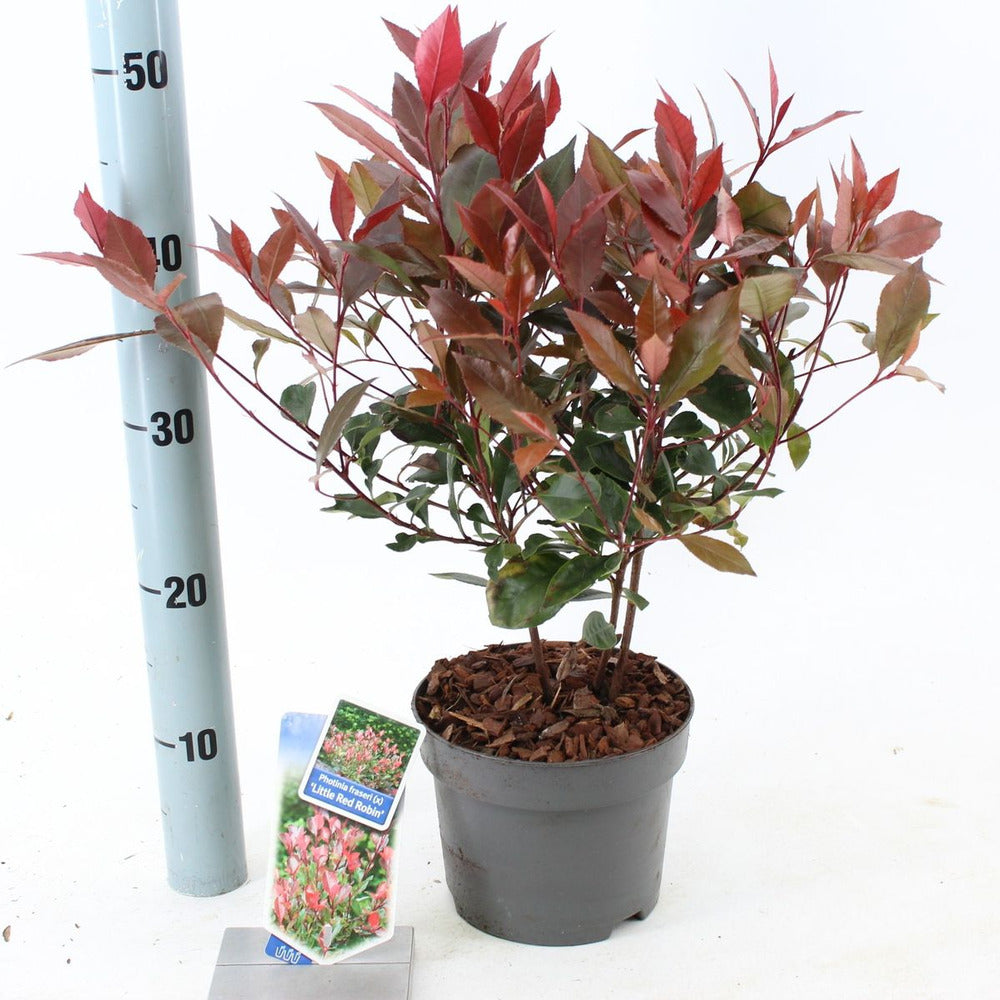 Photinia Little Red Robin, gard viu rosu vesnic verde, foarte compact, rezistent la frig si seceta