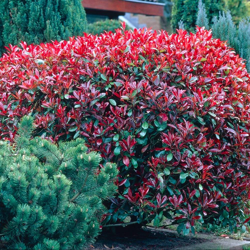 Photinia Little Red Robin, gard viu rosu vesnic verde, foarte compact, rezistent la frig si seceta