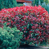 Photinia Little Red Robin, gard viu rosu vesnic verde, foarte compact, rezistent la frig si seceta