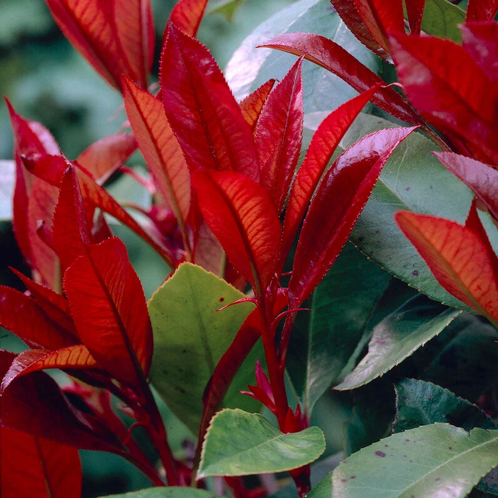 Photinia Little Red Robin, gard viu rosu vesnic verde, foarte compact, rezistent la frig si seceta