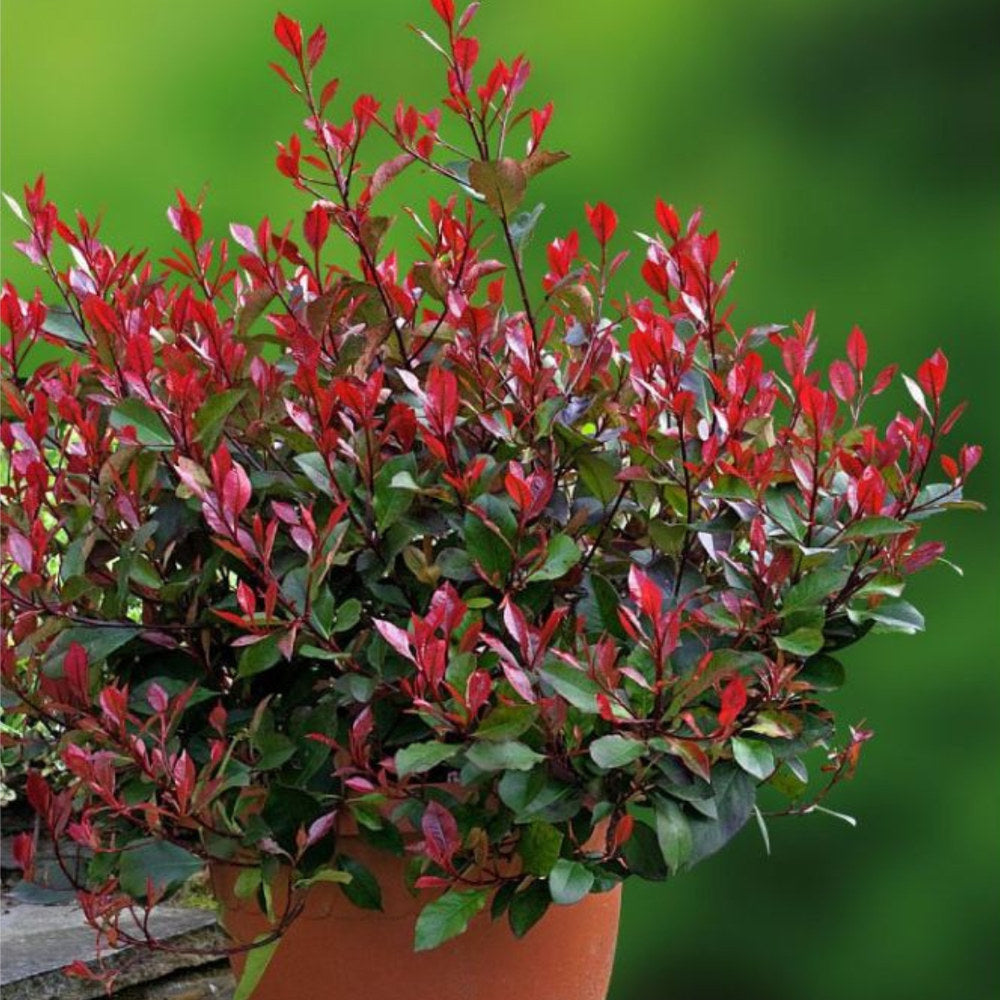 Photinia Little Red Robin, gard viu rosu vesnic verde, foarte compact, rezistent la frig si seceta