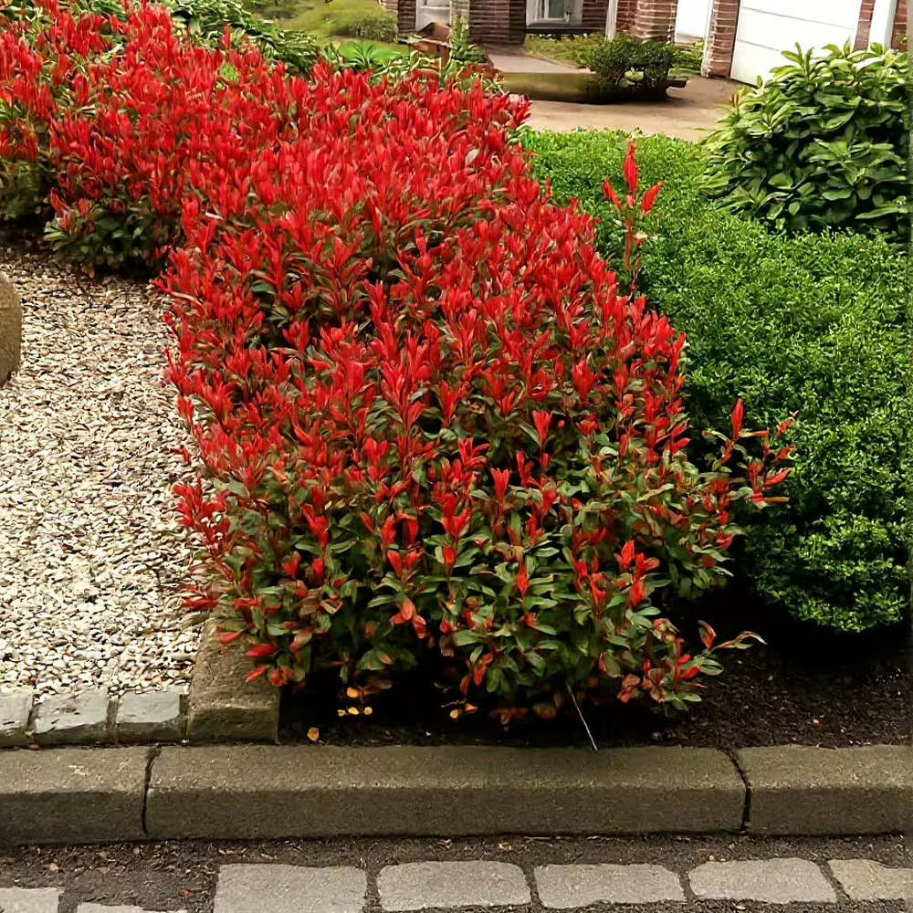 Photinia Little Red Robin, gard viu rosu vesnic verde, foarte compact, rezistent la frig si seceta
