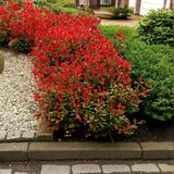 Photinia Little Red Robin, gard viu rosu vesnic verde, foarte compact, rezistent la frig si seceta
