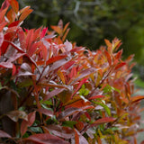 Photinia fraseri Robusta Compacta, arbust vesnic verde cu frunzis rosu intens, ideal pentru gard viu, crestere compacta