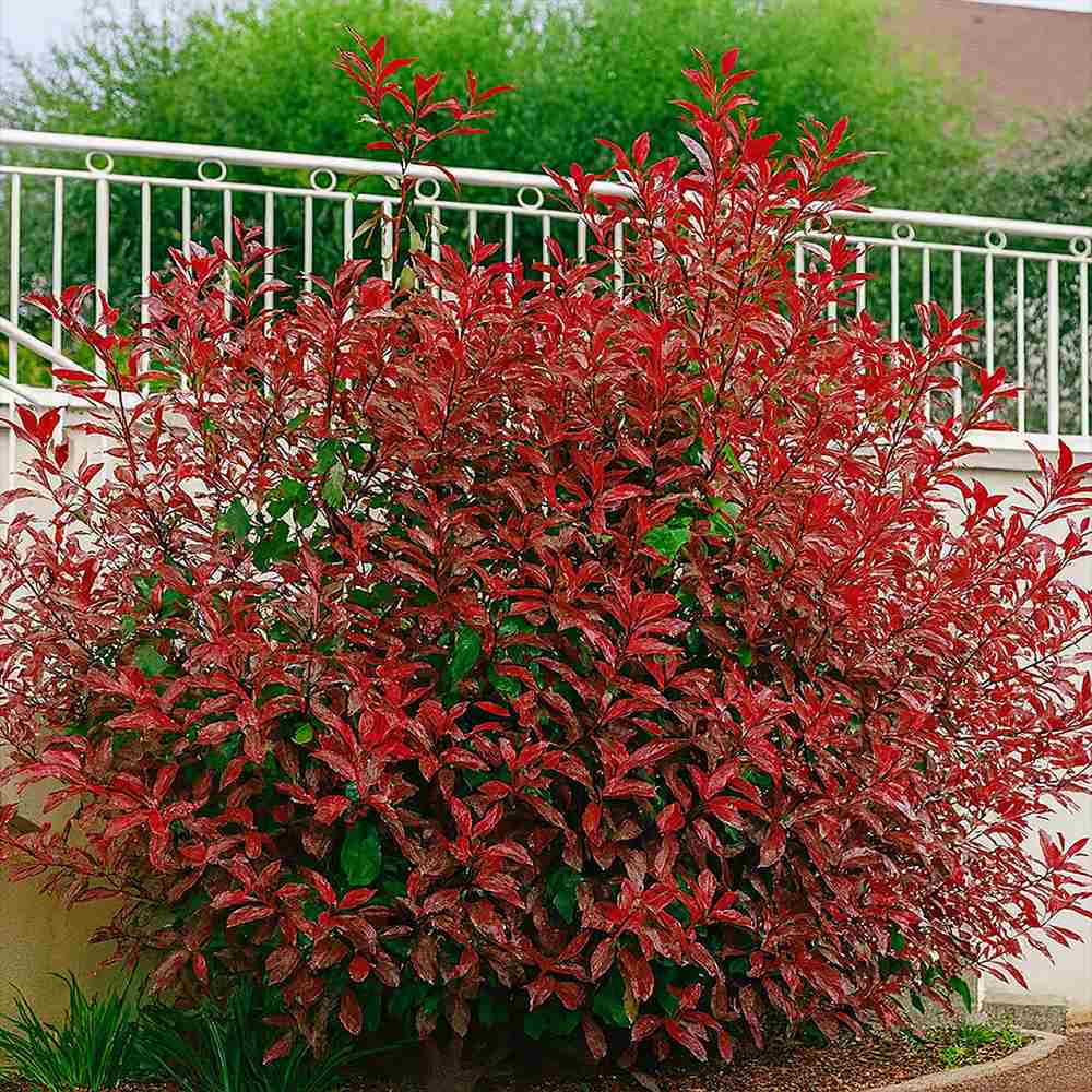 Photinia fraseri Robusta Compacta, arbust vesnic verde cu frunzis rosu intens, ideal pentru gard viu, crestere compacta