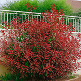 Photinia fraseri Robusta Compacta, arbust vesnic verde cu frunzis rosu intens, ideal pentru gard viu, crestere compacta