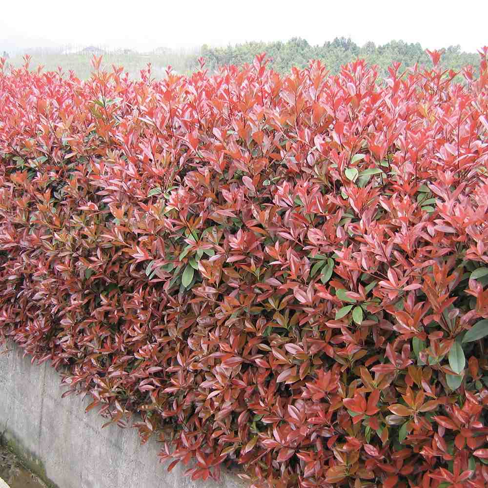 Photinia fraseri Robusta Compacta, arbust vesnic verde cu frunzis rosu intens, ideal pentru gard viu, crestere compacta