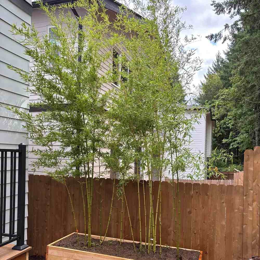 Bambus de Gradina Gigant (Phyllostachys) Atrovaginata, bambus parfumat de tamaie, vesnic verde, crestere rapida, ideal pentru gard viu