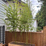 Bambus de Gradina Gigant (Phyllostachys) Atrovaginata, bambus parfumat de tamaie, vesnic verde, crestere rapida, ideal pentru gard viu