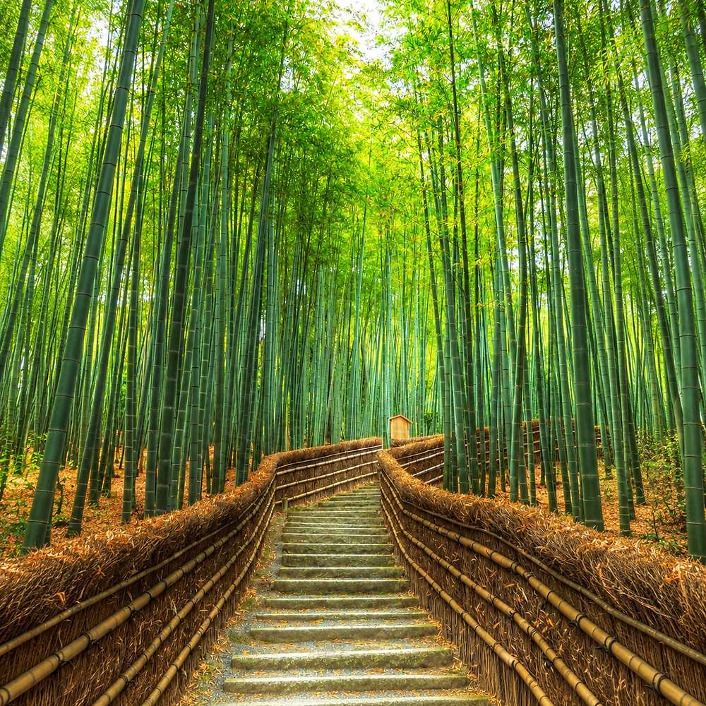 Bambus gigant (Phyllostachys parvifolia), planta de exterior, vesnic verde, pentru gard viu