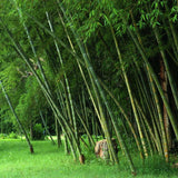 Bambus gigant (Phyllostachys parvifolia), planta de exterior, vesnic verde, pentru gard viu