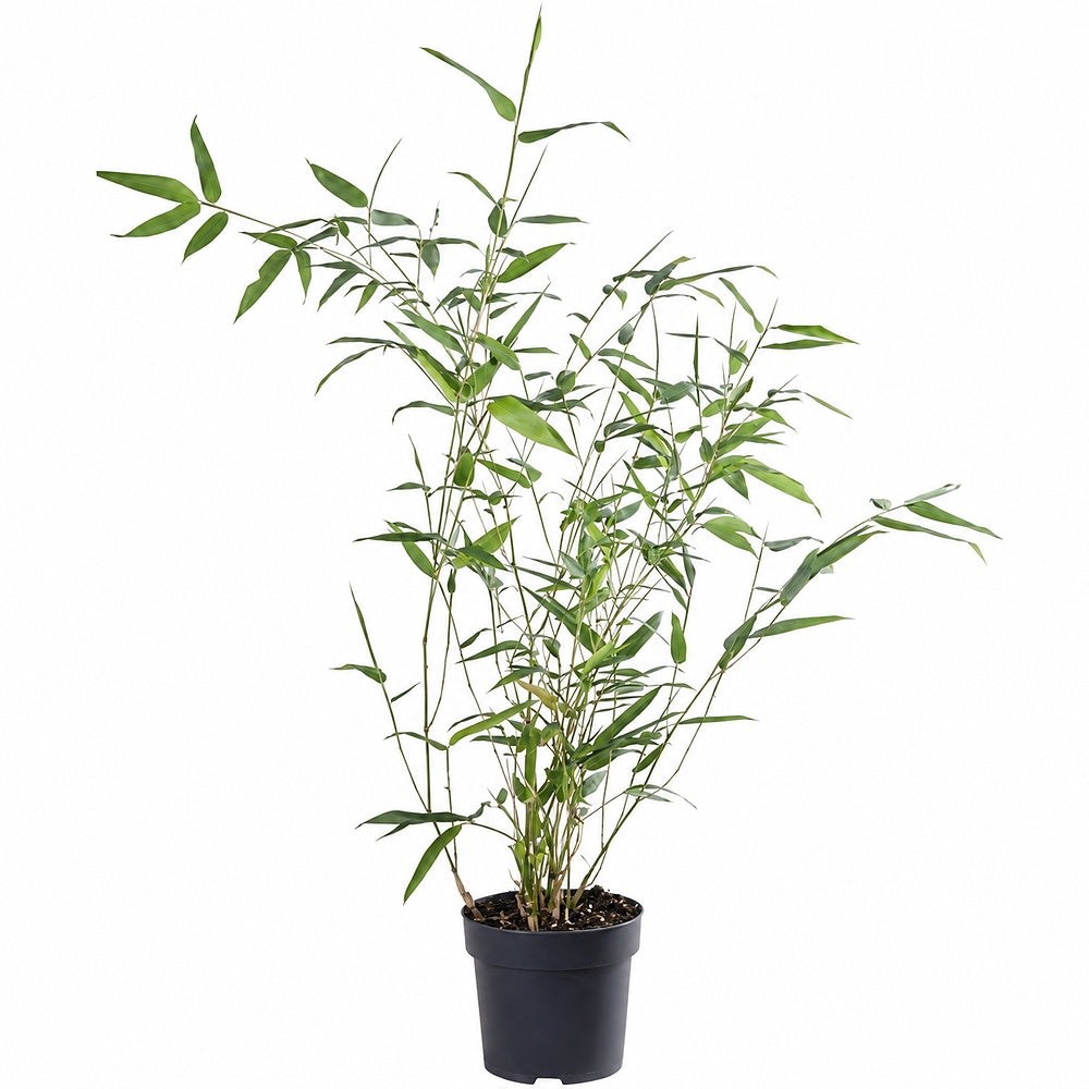Bambus gigant (Phyllostachys parvifolia), planta de exterior, vesnic verde, pentru gard viu