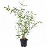 Bambus gigant (Phyllostachys parvifolia), planta de exterior, vesnic verde, pentru gard viu