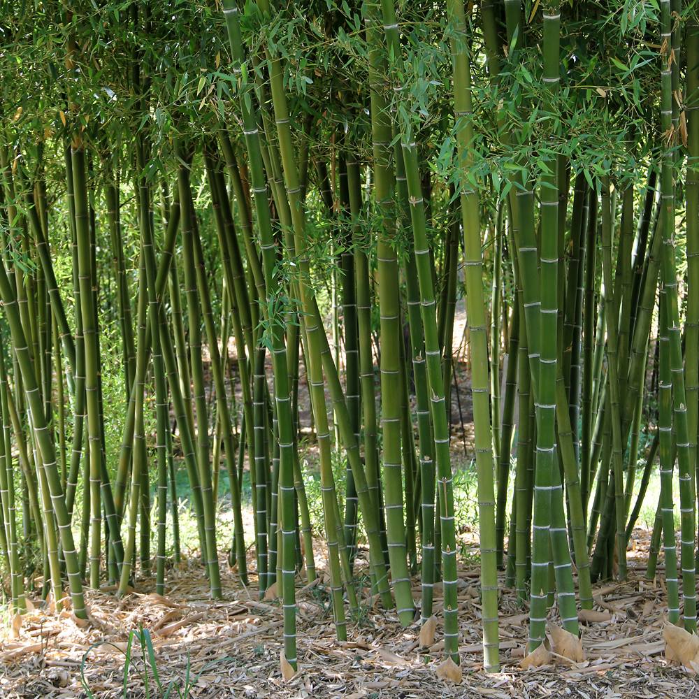 Bambus gigant (Phyllostachys parvifolia), planta de exterior, vesnic verde, pentru gard viu