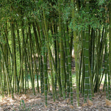 Bambus gigant (Phyllostachys parvifolia), planta de exterior, vesnic verde, pentru gard viu