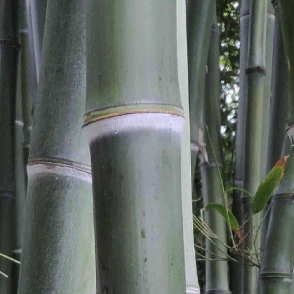 Bambus gigant (Phyllostachys parvifolia), planta de exterior, vesnic verde, pentru gard viu