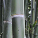 Bambus gigant (Phyllostachys parvifolia), planta de exterior, vesnic verde, pentru gard viu
