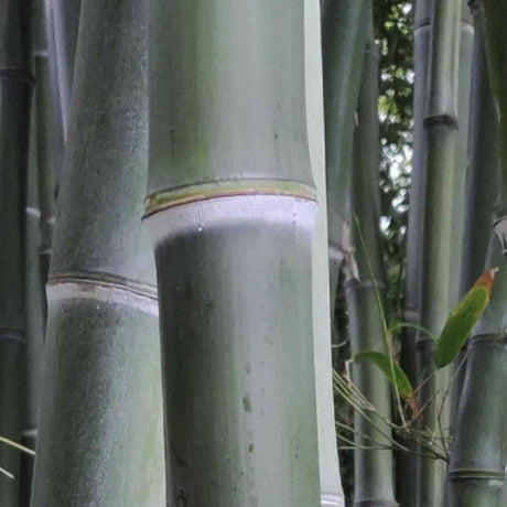 Bambus gigant (Phyllostachys parvifolia), planta de exterior, vesnic verde, pentru gard viu