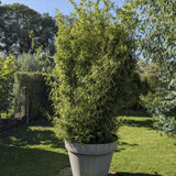 Bambus de Gradina Gigant (Phyllostachys) Atrovaginata, bambus parfumat de tamaie, vesnic verde, crestere rapida, ideal pentru gard viu